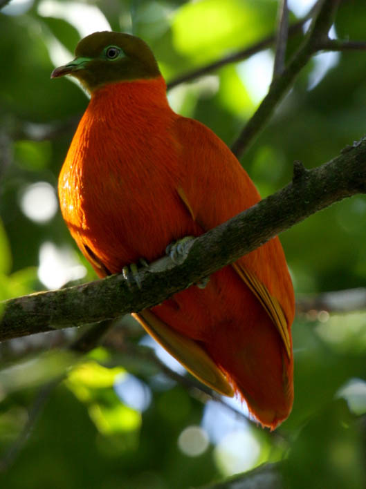 Ptilinopus victor